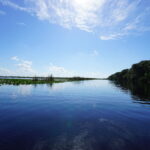 【アメリカ】Everglades(エバーグレーズ)国立公園で野生のワニをウォッチ！！