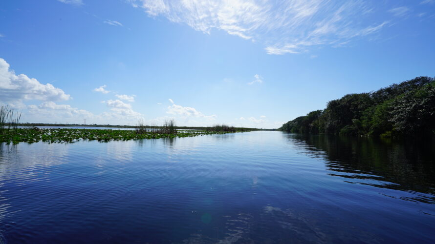 【アメリカ】Everglades(エバーグレーズ)国立公園で野生のワニをウォッチ！！